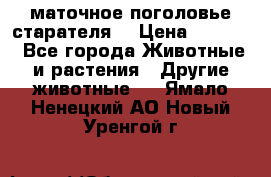 маточное поголовье старателя  › Цена ­ 2 300 - Все города Животные и растения » Другие животные   . Ямало-Ненецкий АО,Новый Уренгой г.